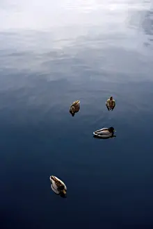 Wildlife Photography Nature Scene Prints: Birds floating