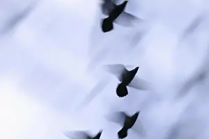 Birds In Flight Prints: Birds flying