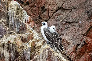 Prints of Two birds on a steep, colourful cliff face in a natural setting: Guanotolpel on the rocks of the Islas Ballestas near Paracas in Peru (Sula variegata) Two birds on a steep Variegata Prints: Two Birds on a Colourful Cliff Face Print