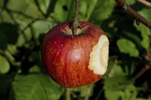 Red Coloured Apples Prints: Bitten Red Apple Hanging in a Tree