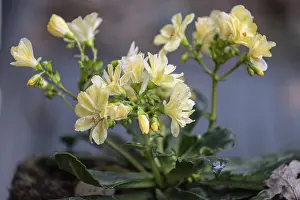 Emsland Nature Scenes Prints: Bitterroot (Lewisia cotyledon)