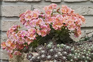Lower Saxony Nature Scenes Prints: Bitterroot (Lewisia cotyledon)