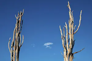 Climate Change Symbol Prints: Bizarre formation of two dead trees