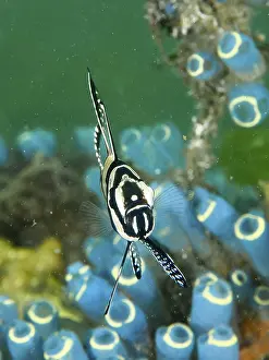 Framed Print : Banggai Cardinalfish Print Framed Print : Banggai Cardinalfish Print