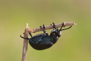 Framed Print : Black Beetle Print Framed Print : Black Beetle Print