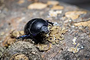 Dung Beetle Prints: A Black Beetle on a Tree Trunk Print