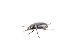 Wild Animal Studio Shot Prints: Black bug isolated on a white background