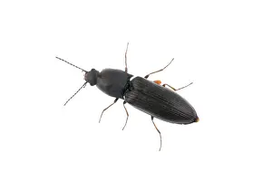 Studio Wildlife Photography Prints: Black bug isolated on a white background