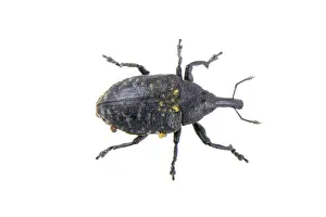 White Studio Background Animal Prints: Black bug isolated on a white background