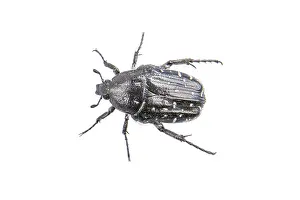 Wildlife Studio Photo Prints: Black bug isolated on a white background