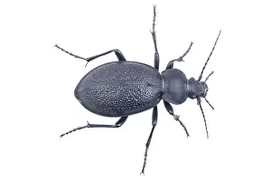 Studio Shot Wildlife Photography Prints: Black bug isolated on a white background