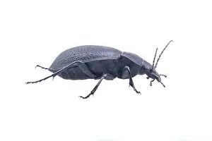White Background Wildlife Photo Prints: Black bug isolated on a white background