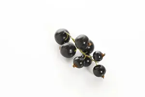 Vitamin Rich Berries Prints: Black currants
