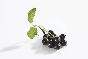 Studio Shot Fruit Prints: Black currants with leaf