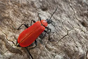 No People Wildlife Shots Prints: Black headed cardinal beetle, fire beetle