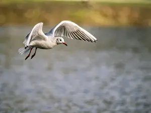Prints of A black-headed gull in flight, Umminger See, Bochum, Ruhrpott, North Rhine-Westphalia, Germany A black-headed gull in flight, mminger See, Bochum, Ruhrpott, North Rhine-Westphalia, Germany Bochum Prints: A Black-headed Gull in Flight Print, Bochum, Germany