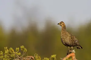Scandinavian Bird Photography Prints: Black hen observing balzer behavior