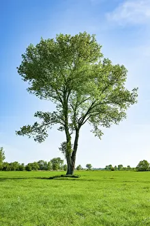 Poplar Tree Germany Prints: Black poplar (Populus), spring, Thuringia, Germany