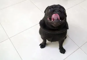 Black Pug Prints: Black pug