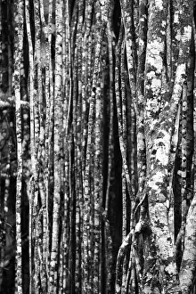 Deserted Jungle Landscape Prints: Black and white, structure, pattern