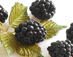 Studio Shot Fruit Prints: Blackberries