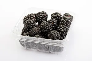Studio Shot Of Berries Prints: Blackberries in a plastic storage container