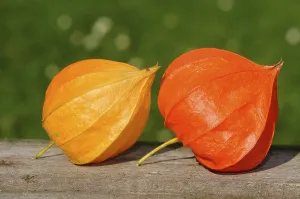 Chinese Lantern Plant Prints: Bladder Cherry, Chinese Lantern