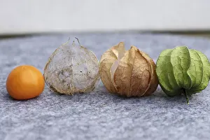 Physalis Fruit Prints: Bladder cherry (Phyalis), fruit