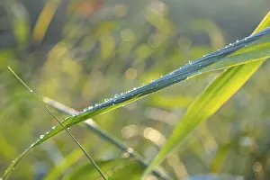 Daytime Exterior Photography Prints: Blade of grass with dew drops