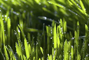 Backlit Grass Blades Prints: Blade of grass with dew drops against light