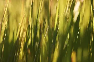 Deserted European Scene Prints: Blade of grass, Germany