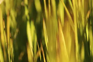 Wild Blackberry Germany Prints: Blade of grass, Germany