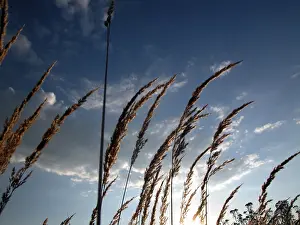 Open Air Landscape Shots Prints: Blades OF grass