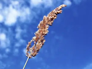 Colorful Meadow Prints: Blades OF grass
