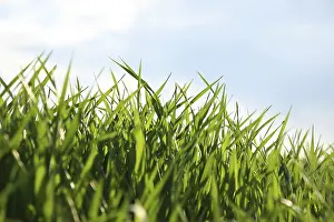 No People Outdoor Scenes Prints: Blades of grass