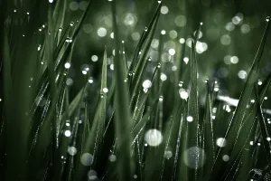 Dew Drops On Grass Prints: Blades of grass in detail with dewdrops