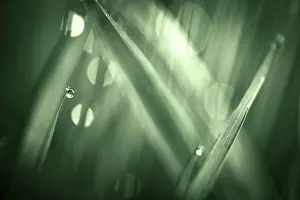 Dewdrop Close Up Prints: Blades of grass in detail with dewdrops