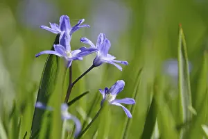 German Spring Landscape Prints: Blaustern, spring, Germany