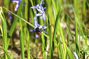 German Spring Landscape Prints: Blaustern, spring, Germany
