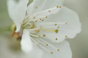 White Flower Details Prints: Bloom