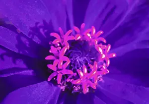 Summer Flowers Prints: Bloom
