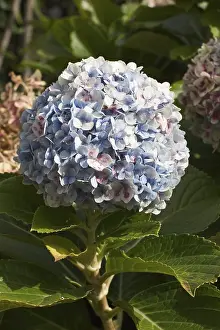 Mophead Hydrangea Details Prints: Bloom of Bigleaf Hydrangea macrophylla - Madeira