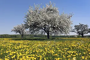 Spring Meadow Scene Prints: Blooming apple tree on a spring meadow