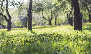 Deciduous Tree Close Up Prints: Blooming apple trees in spring park