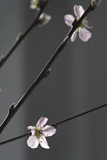 Peach Tree Germany Prints: Blooming branches of a peach tree, spring, Germany