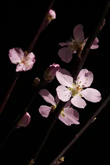 Deciduous Tree Branch Prints: Blooming branches of a peach tree, spring, Germany