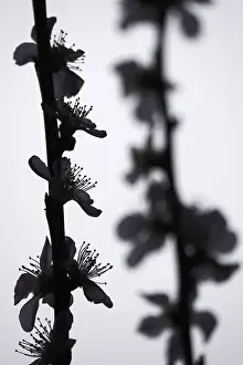 Peach Tree Germany Prints: Blooming branches of a peach tree, spring, Germany