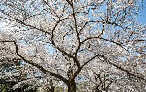 Japanese Cherry Blossoms Prints: Blooming cherry tree in spring
