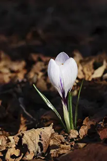 Early Spring Flowering Plant Prints: Blooming crocus (Crocus spec.) in spring