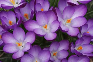 Purple Flowering Plants Prints: Blooming Crocuses (Crocus) in spring